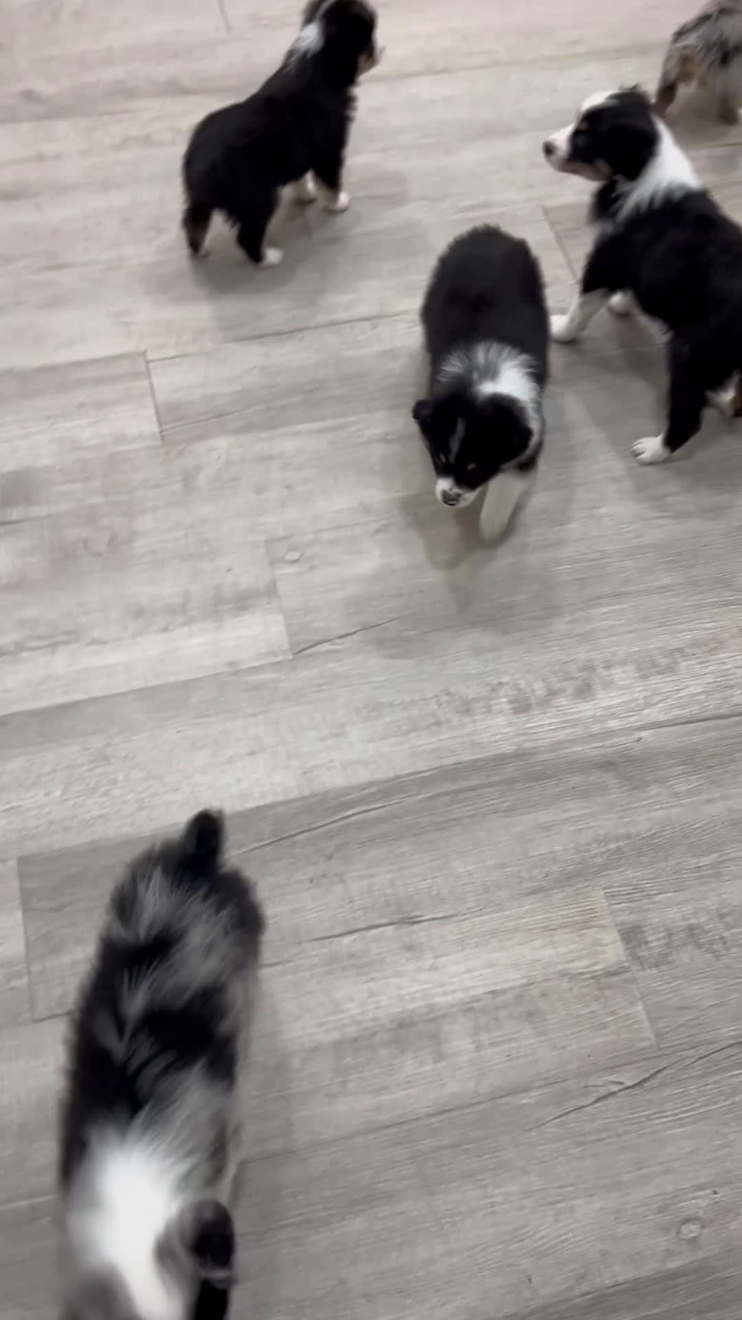 Miniature Australian Shepherd dogs for sale: Bo - Video 1