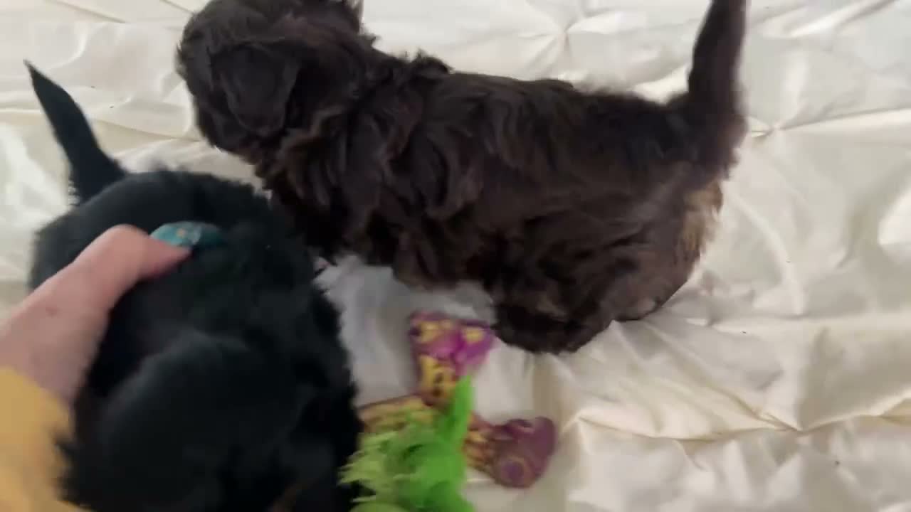 Shih Tzu dogs for sale: Reba - Video 4