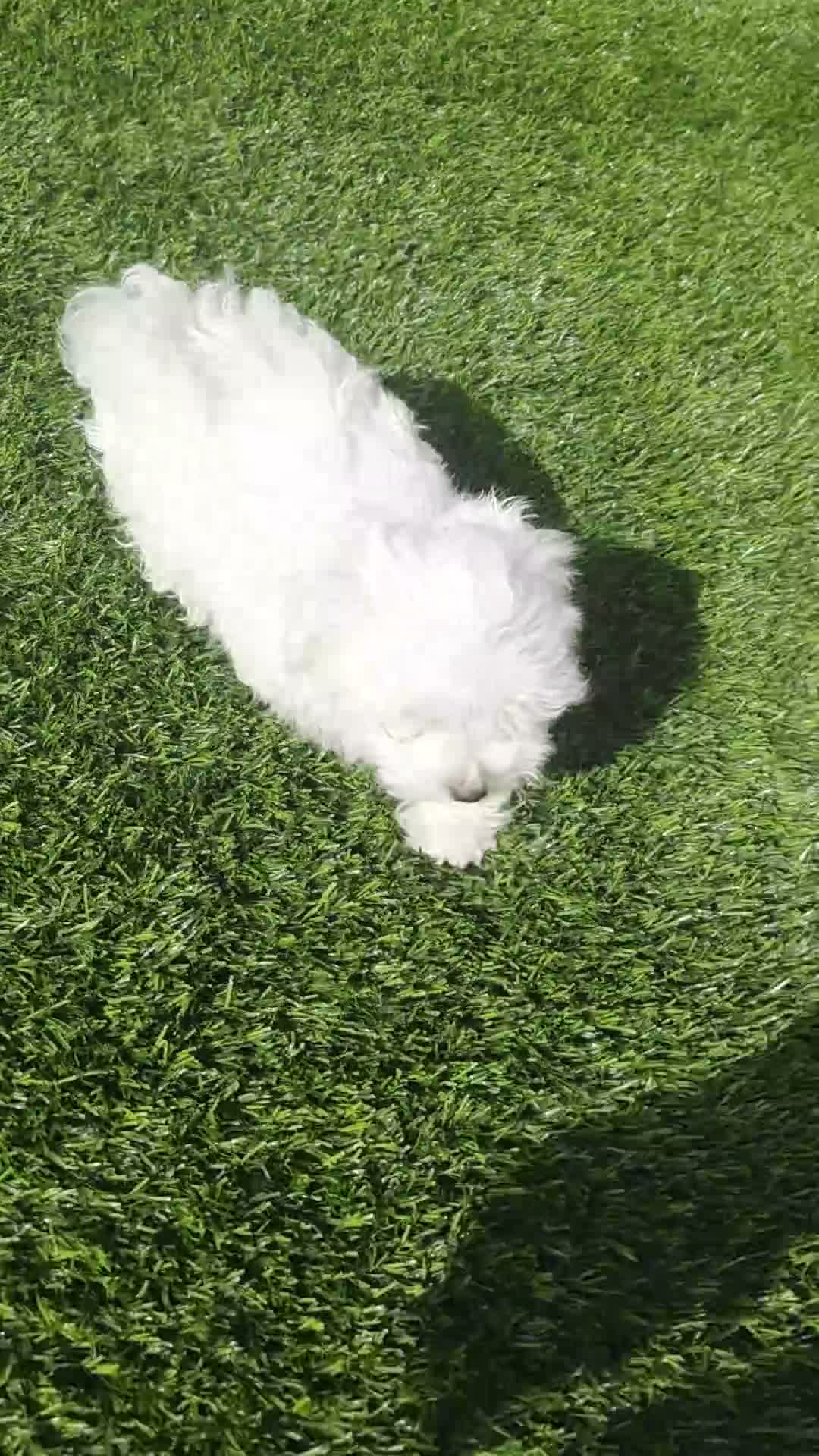 Maltese dogs for sale: Loki - Video 1