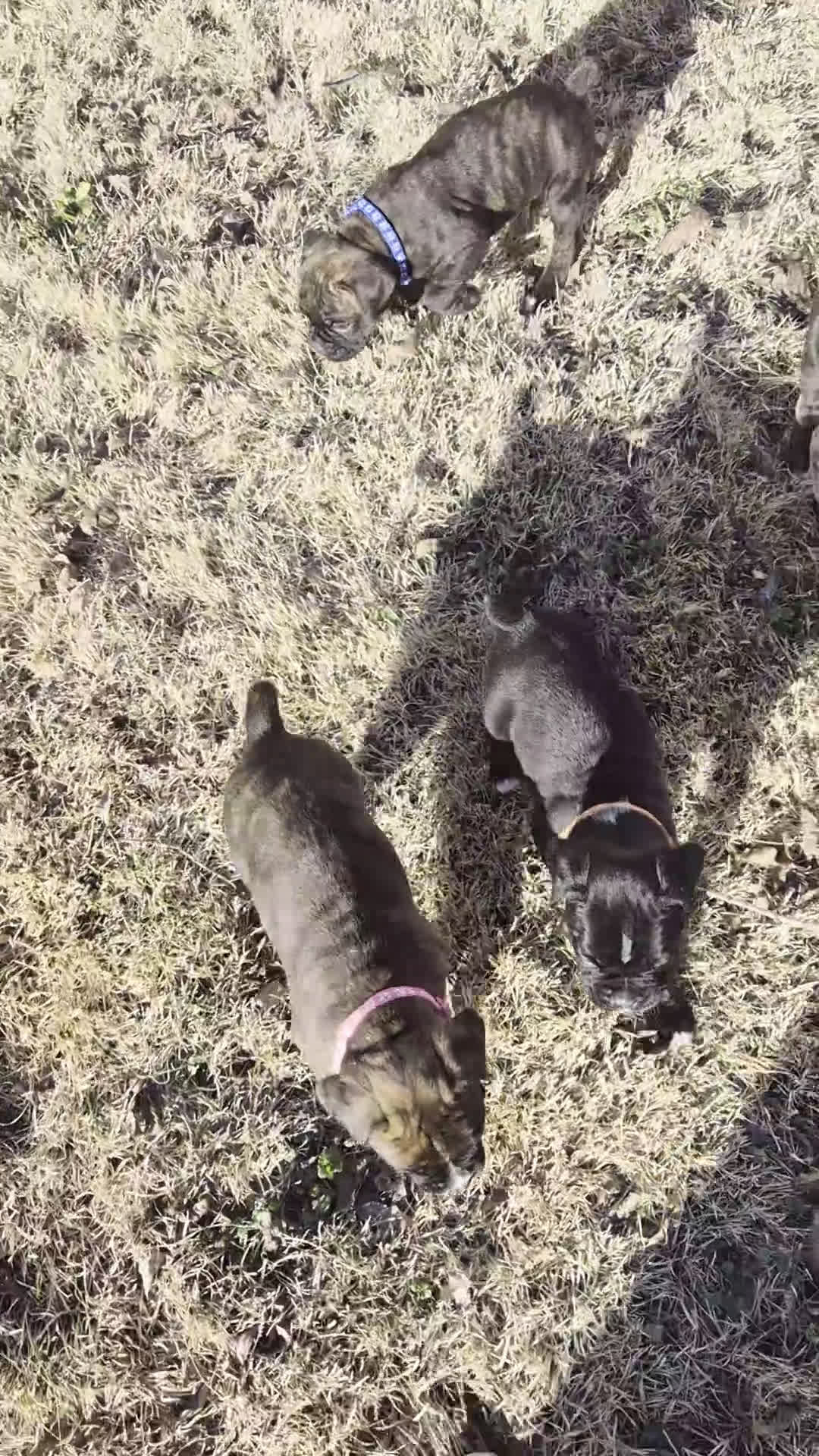 Boxer dogs for sale: Red - Video 1