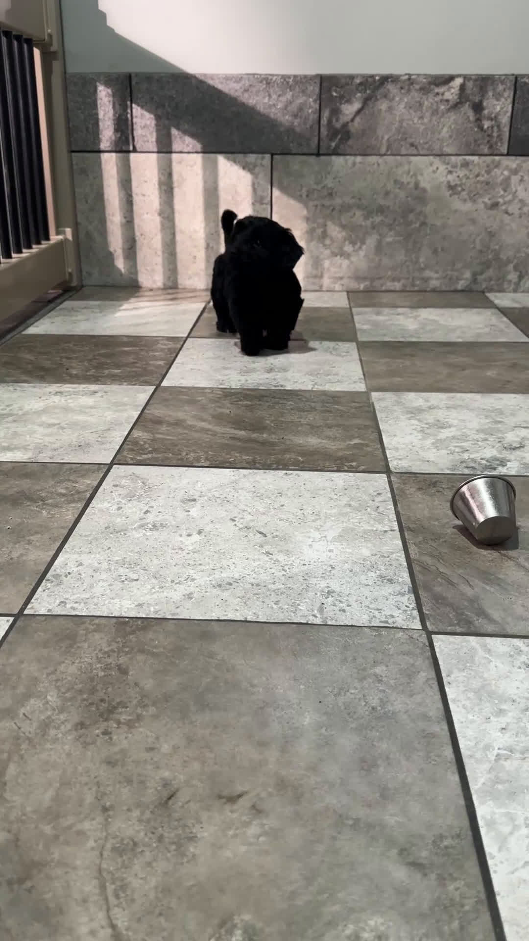 Mixed Breed dogs for sale: Jake - Video 1