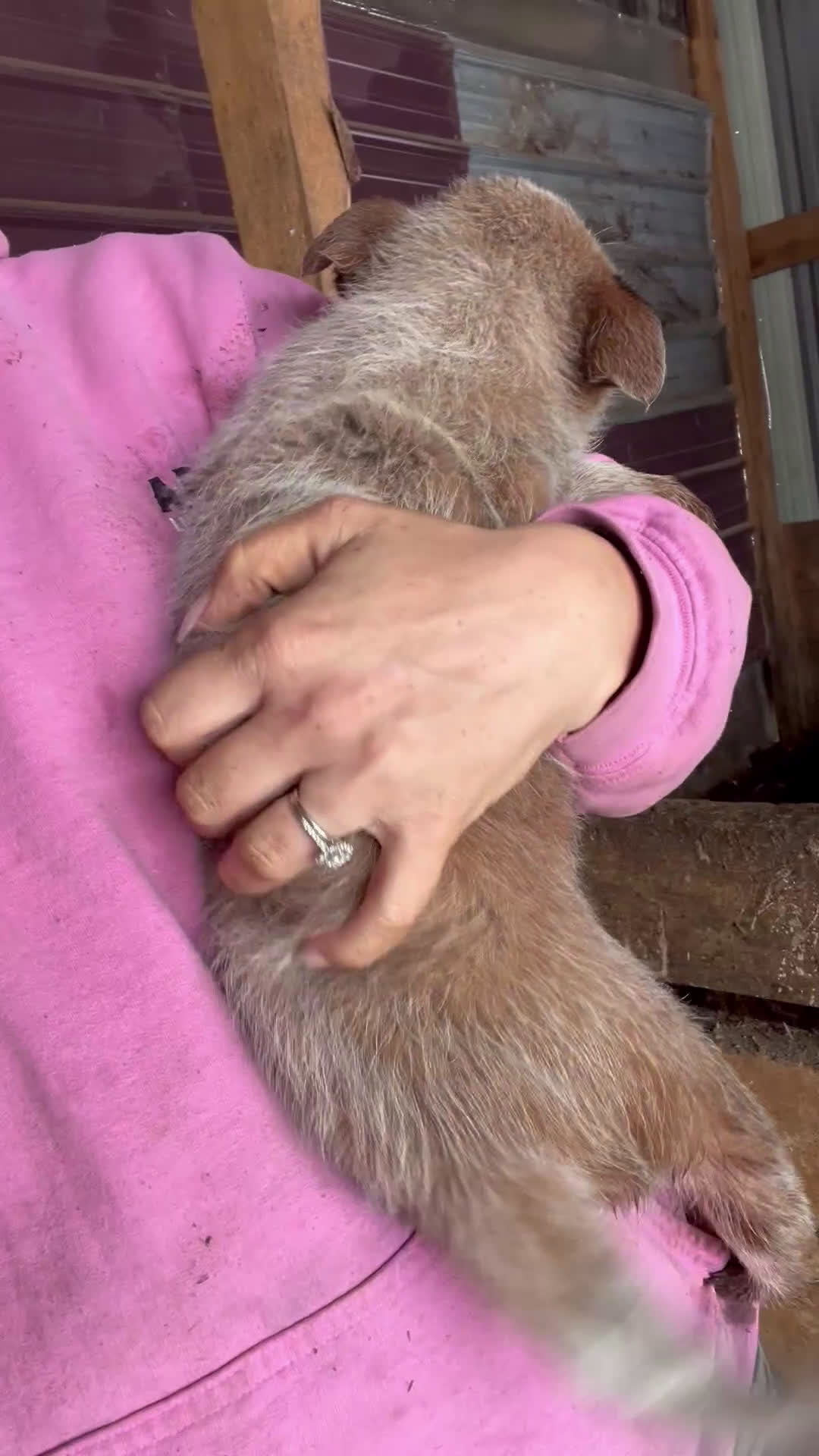 Australian Cattle Dog dogs for sale: Dawn - Video 1