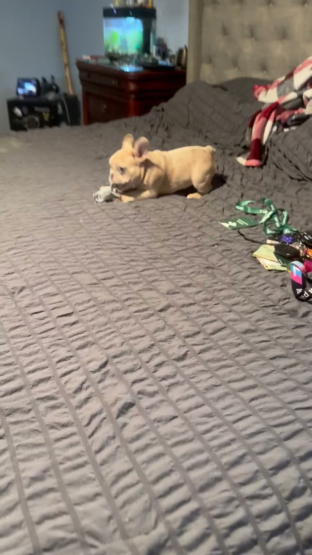 French Bulldog dogs for sale: French Bulldog 1 - Video 1