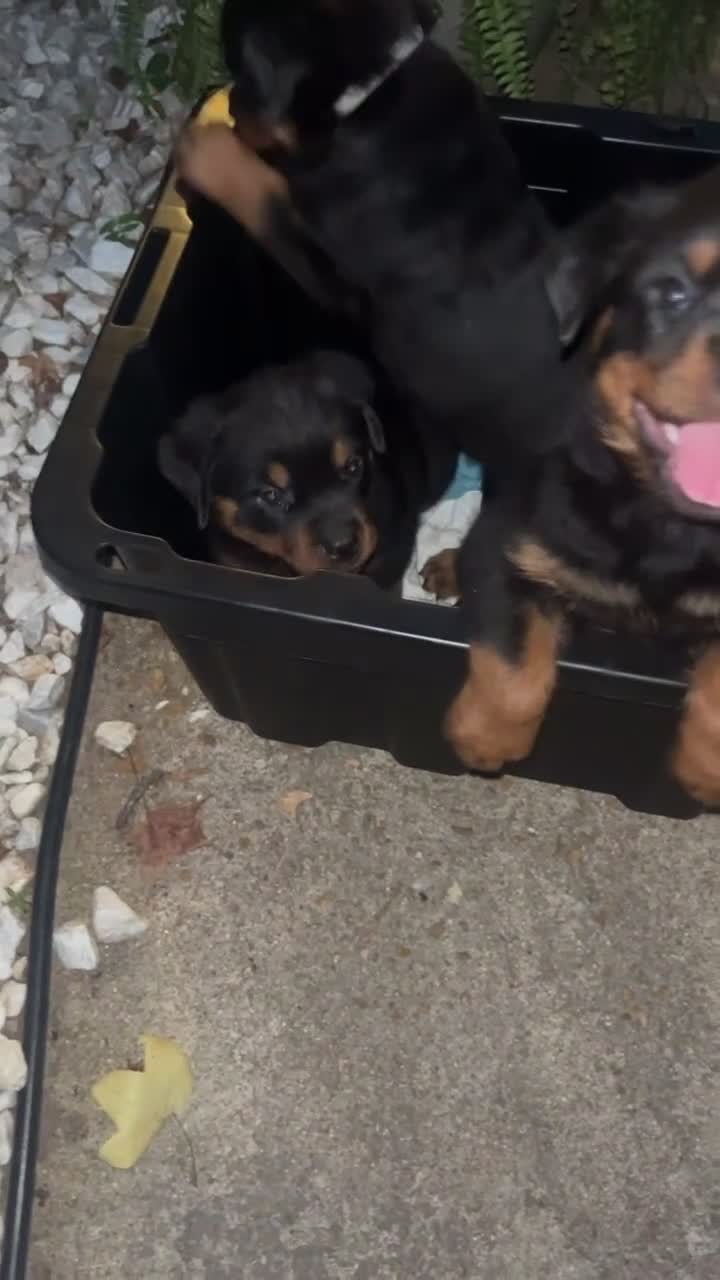 Rottweiler dogs for sale: Rottweiler 2 - Video 1