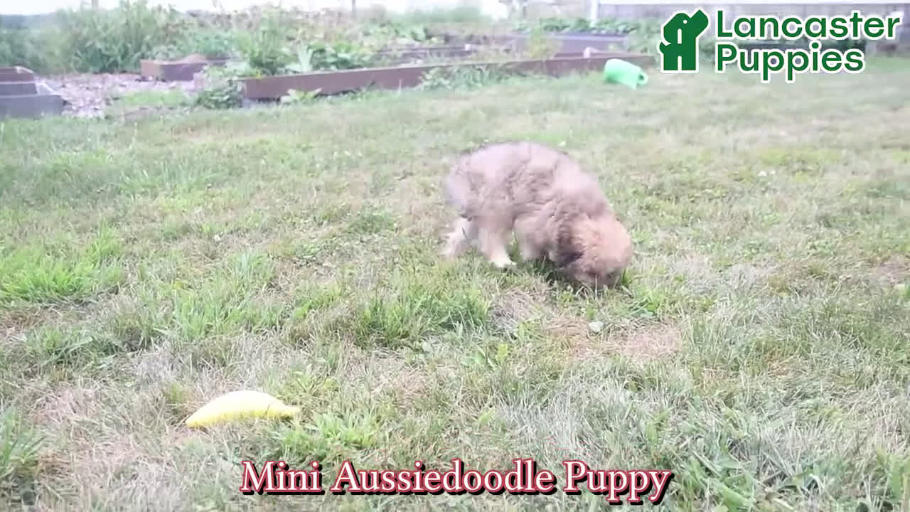 Mini Aussiedoodle dogs for sale: Marigold - Video 1
