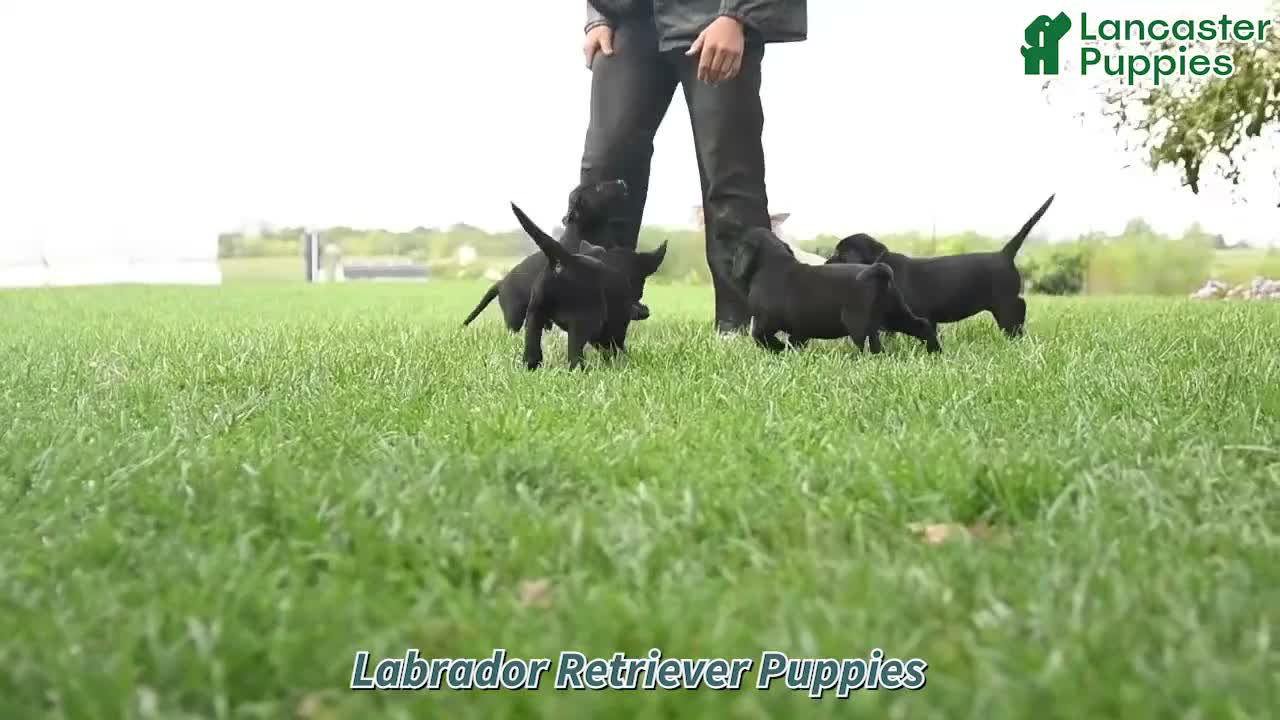 Labrador Retriever dogs for sale: Cooper - Video 1