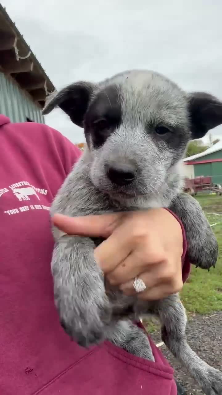 Australian Cattle Dog dogs for sale: Jake - Video 1