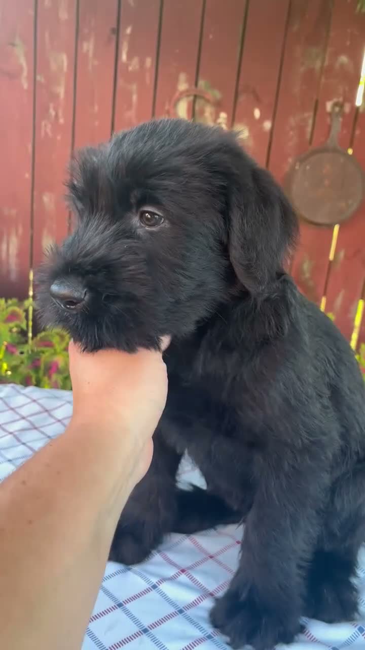 Giant Schnauzer dogs for sale: Orus - Video 1