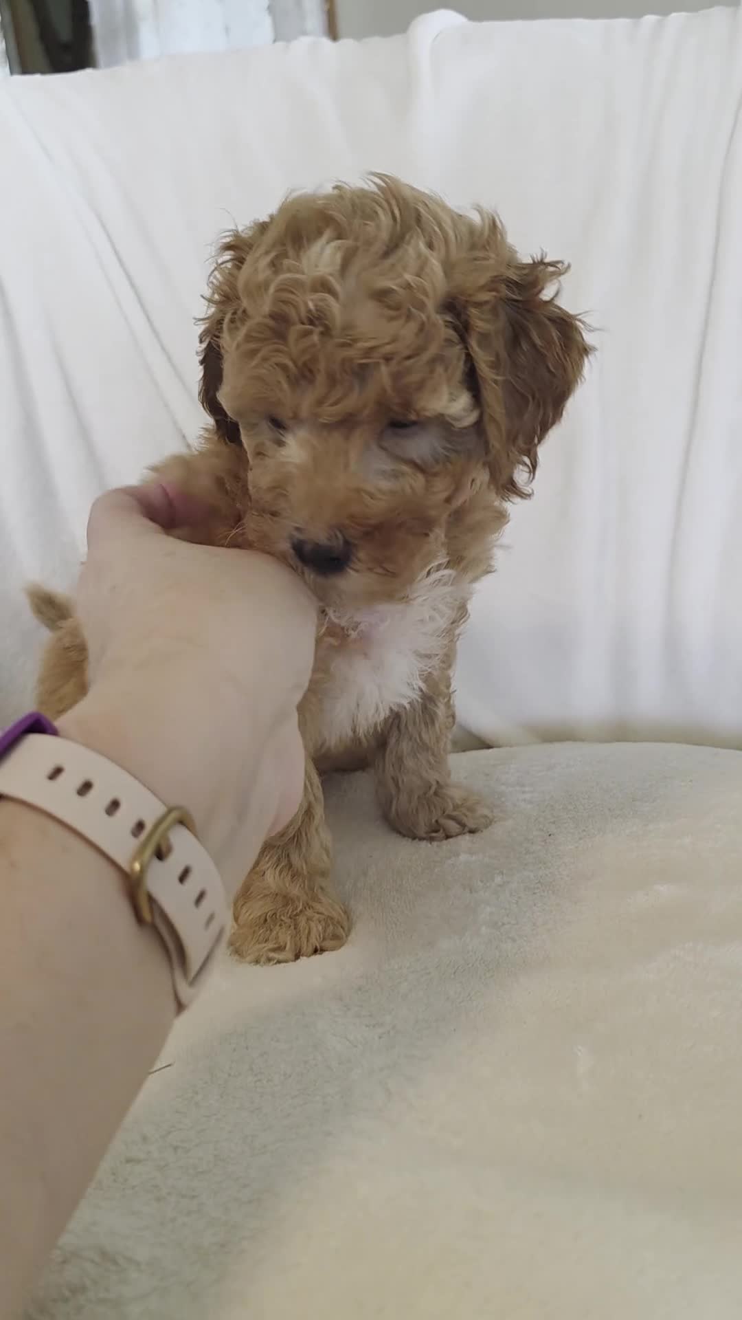 Irish Doodle dogs for sale: MISS GOLDIE  - Video 2