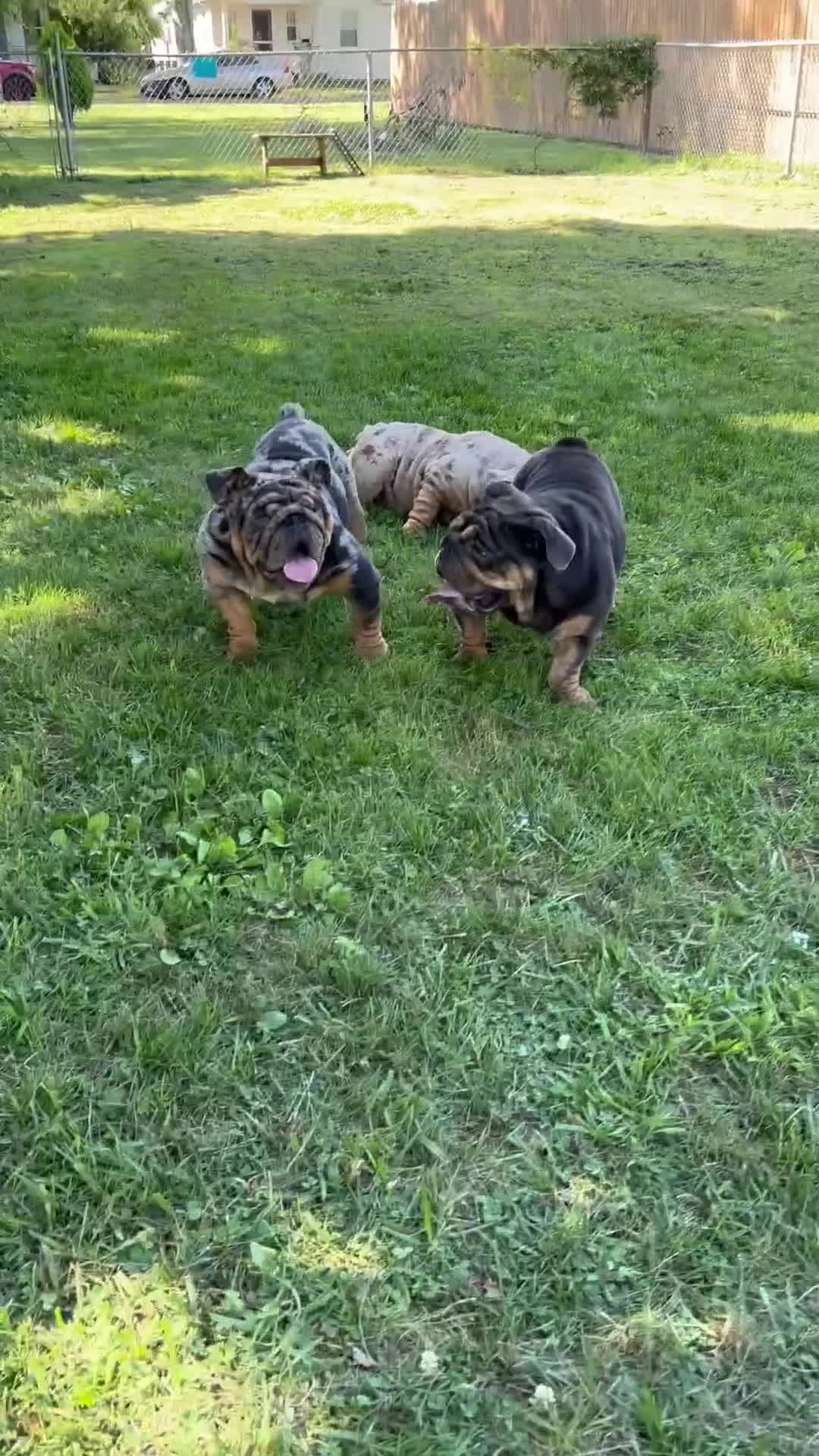 English Bulldog dogs for sale: English Bulldog 2 - Video 1
