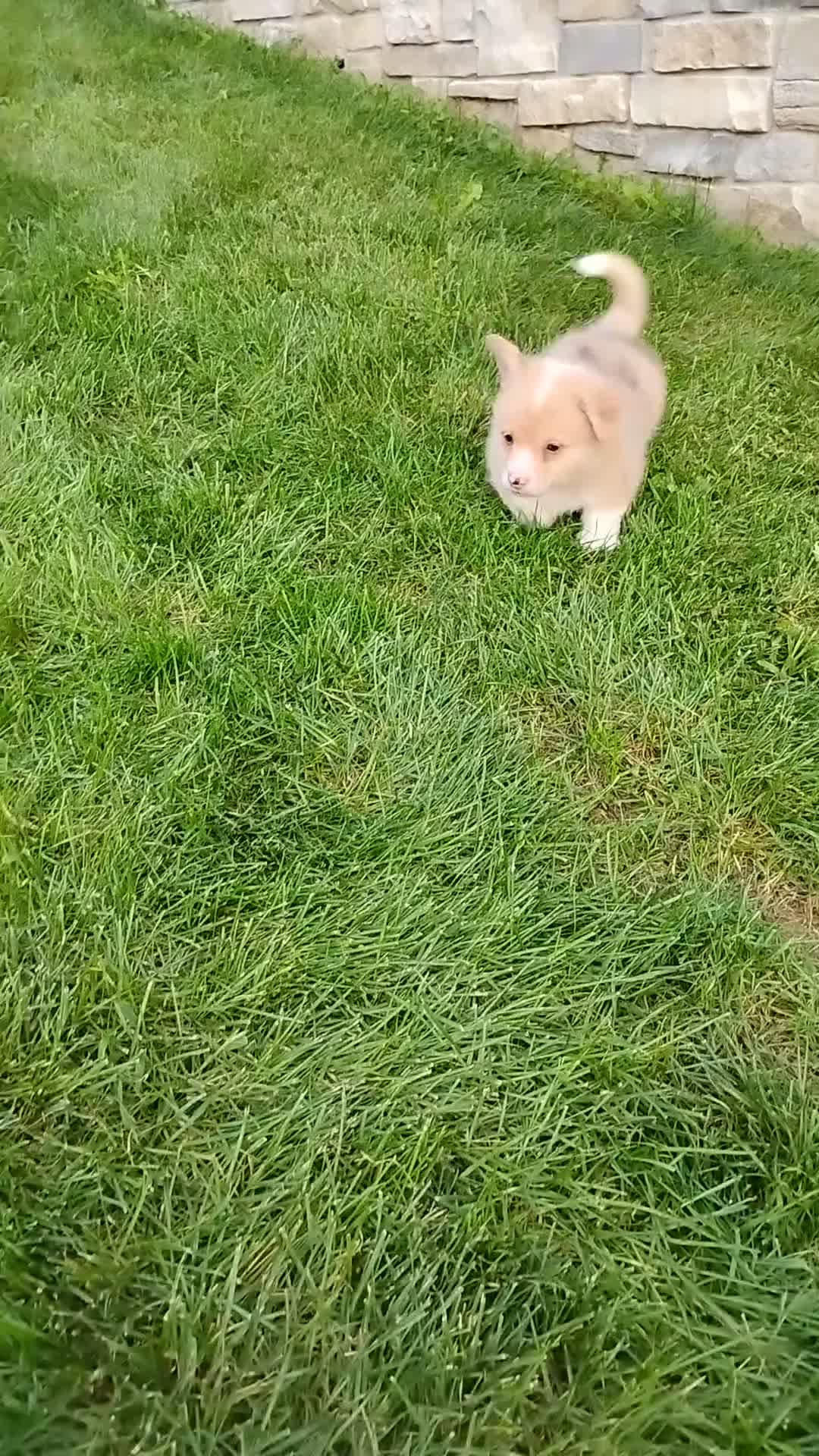 Welsh Corgi Pembroke dogs for sale: Welsh Corgi Pembroke 3 - Video 3