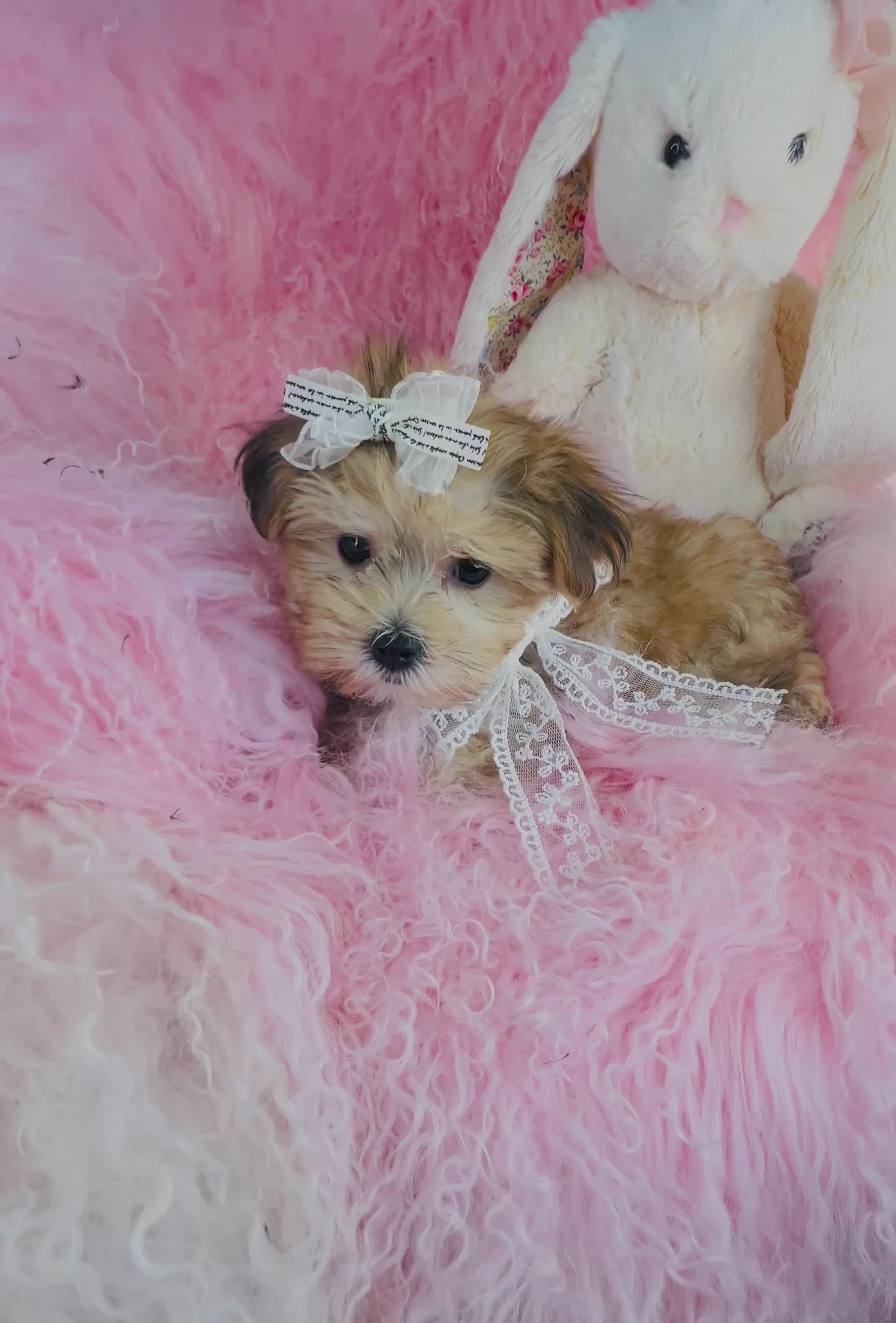 Morkie dogs for sale: Teacup Morkie 1 - Video 1