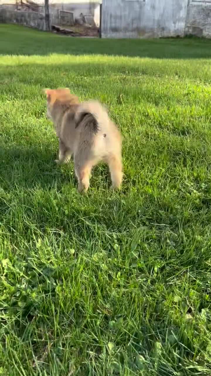 Pomsky dogs for sale: Gracie - Video 2