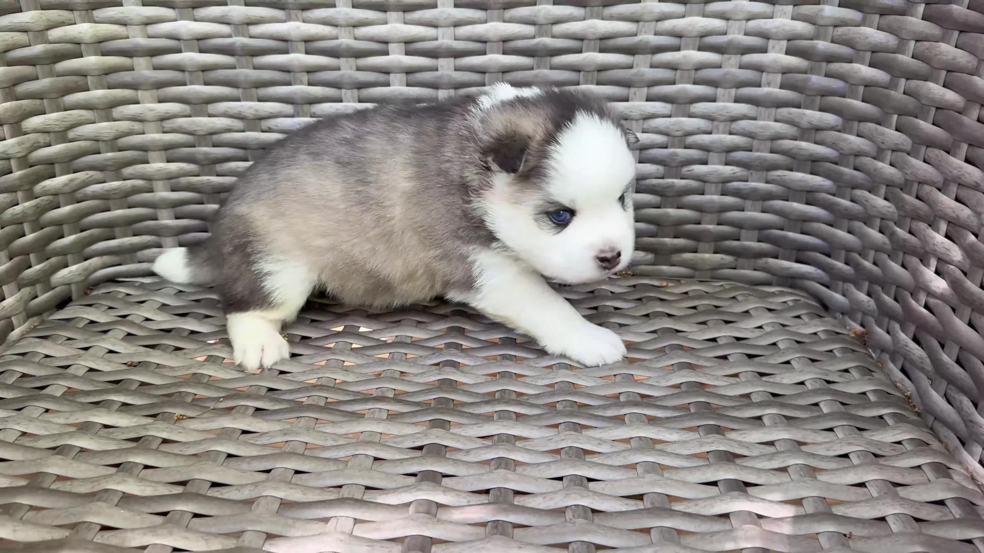 Pomsky dogs for sale: Tybalt - Video 1
