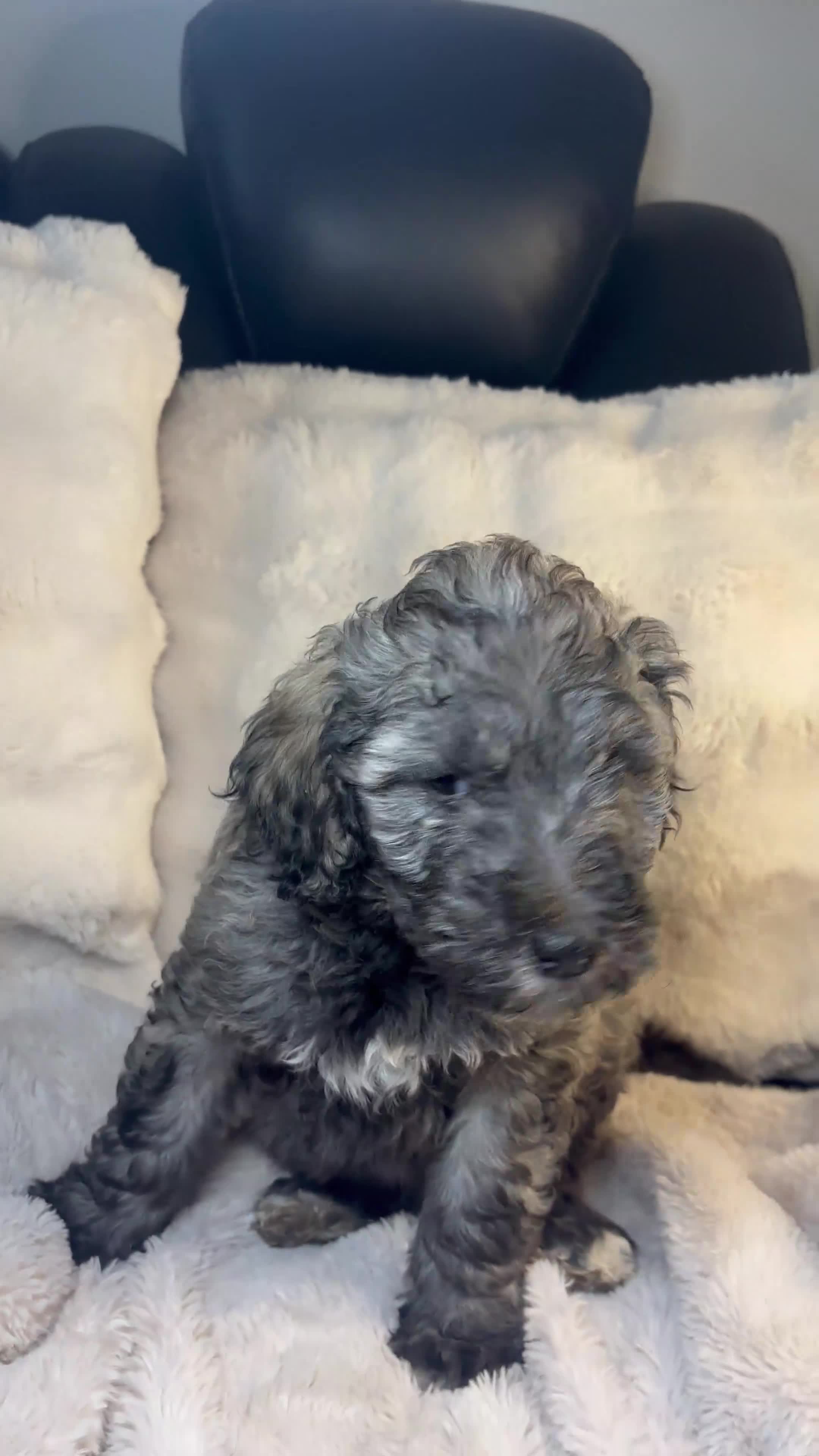 Double Doodle dogs for sale: Double Doodle Puppy 3 - Video 1