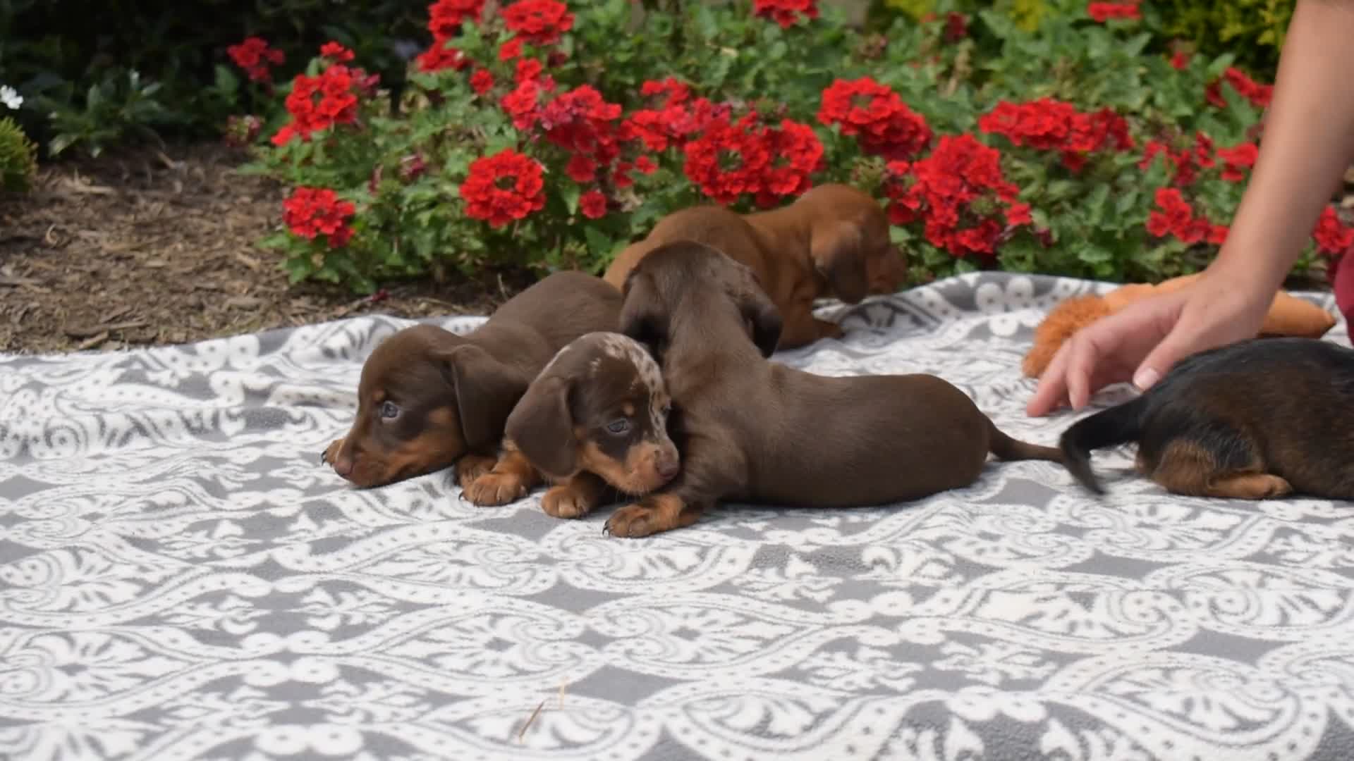 Miniature Dachshund dogs for sale: Galaxy - Video 1