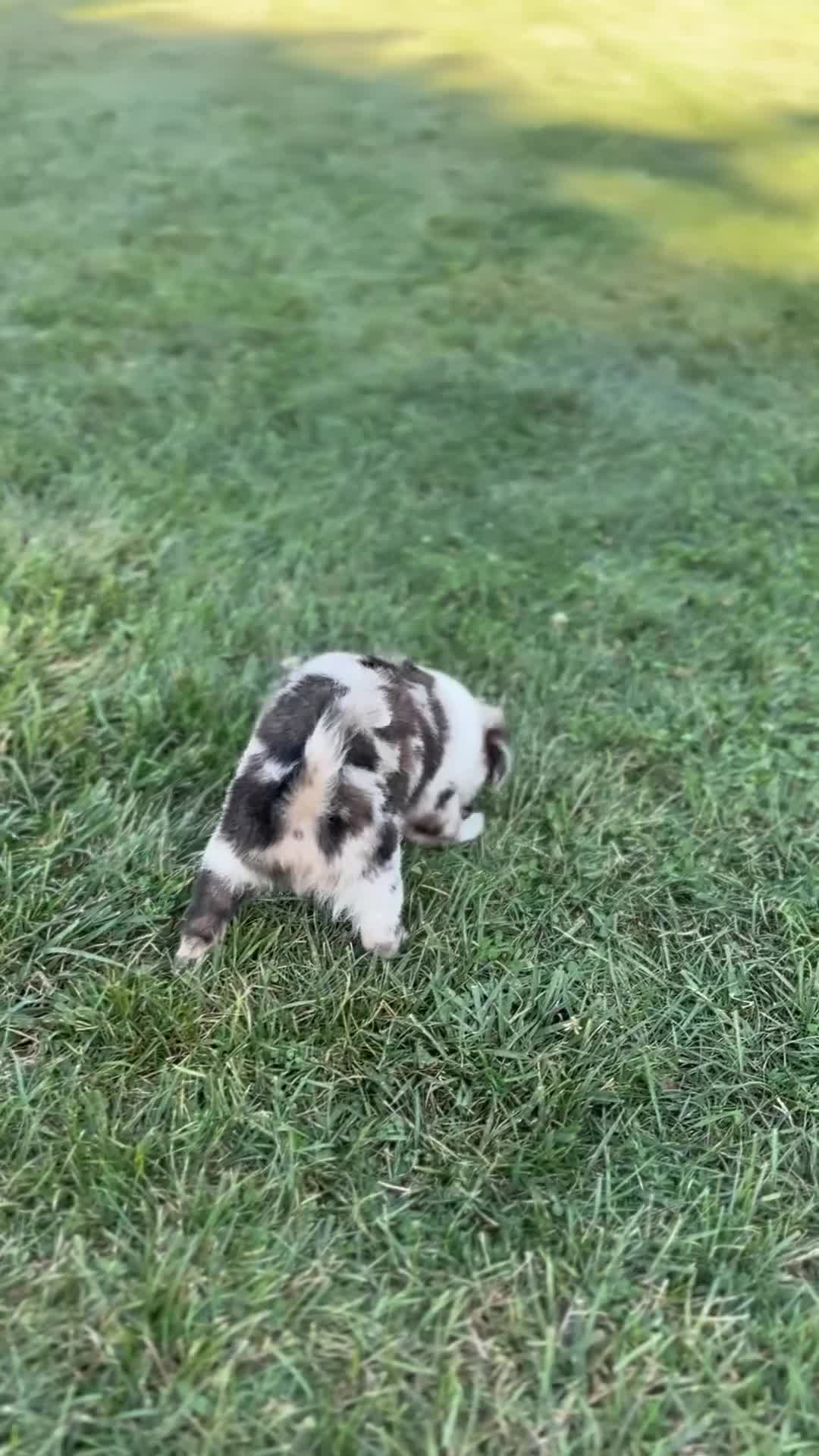 Mini Aussiedoodle dogs for sale: Cash - Video 3
