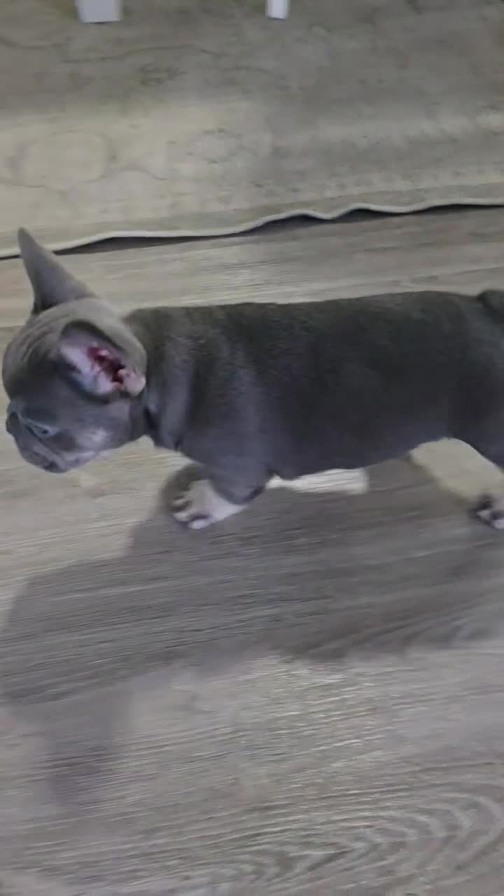 French Bulldog dogs for sale: Chanel - Video 1