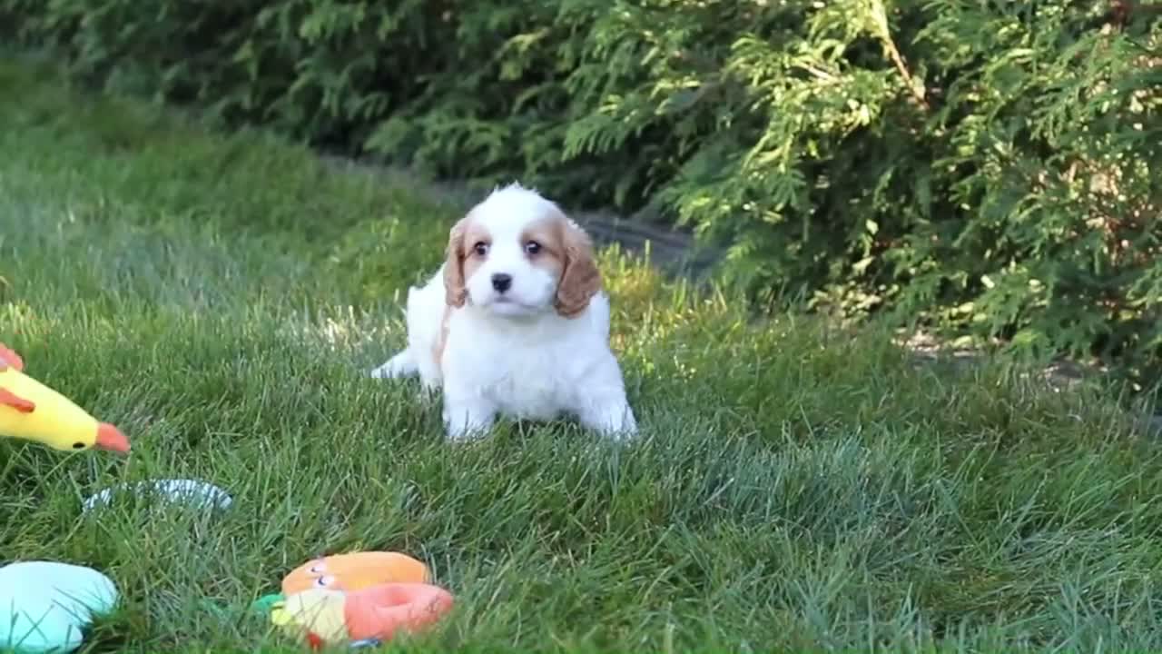 Cavapoo dogs for sale: Ingrid - Video 3
