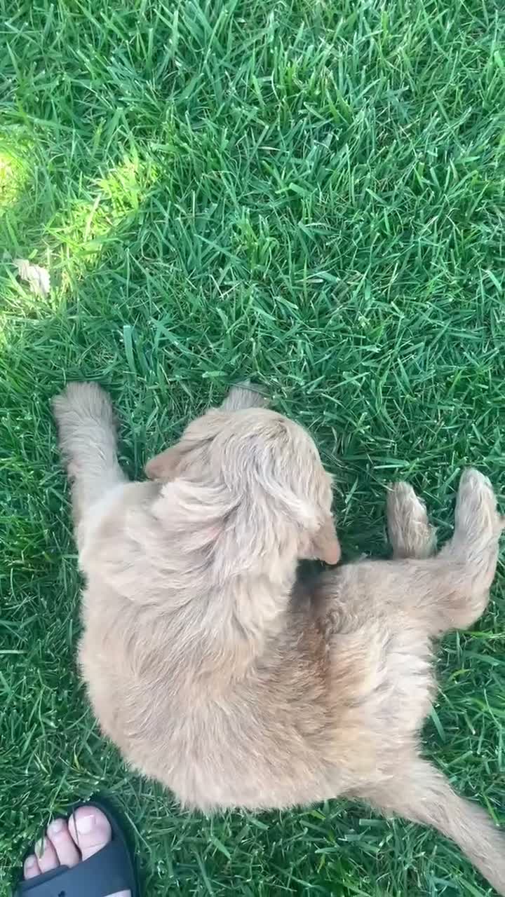 Mini Goldendoodle dogs for sale: Buster - Video 1