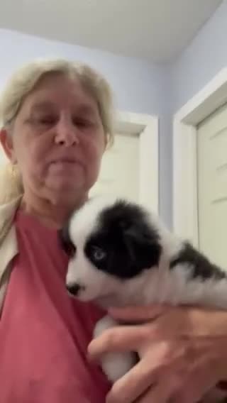 Miniature Australian Shepherd dogs for sale: Castle - Video 1