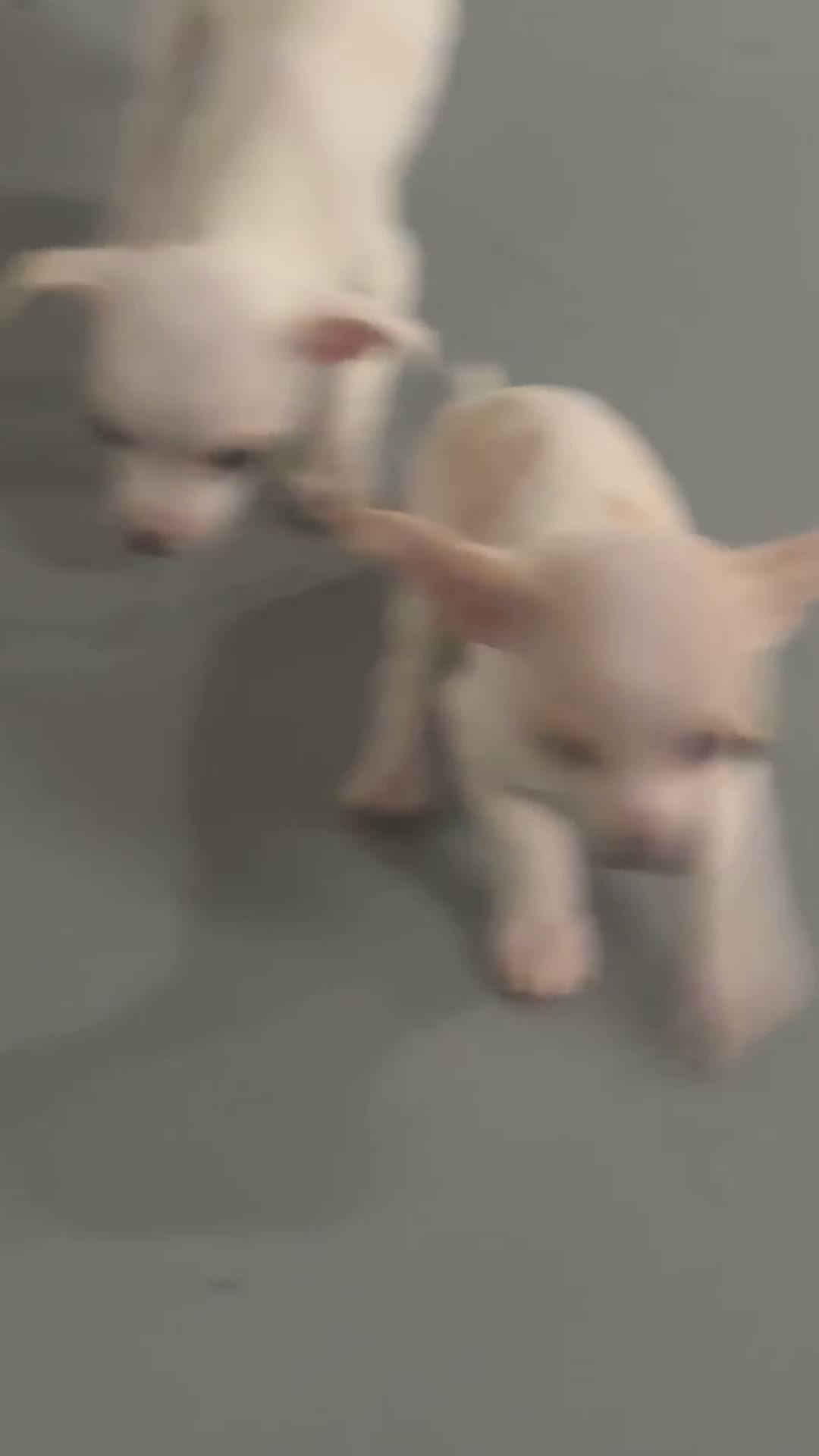 Chihuahua dogs for sale: Chihuahua 3 - Video 2