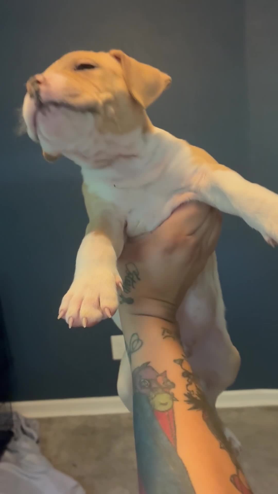 American Bully dogs for sale: American Bully 9 - Video 2