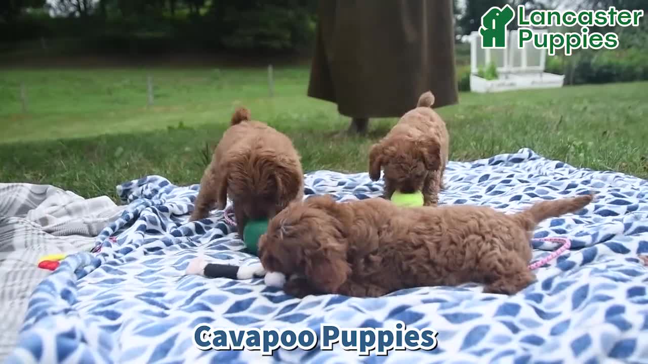Cavapoo dogs for sale: Artie - Video 1