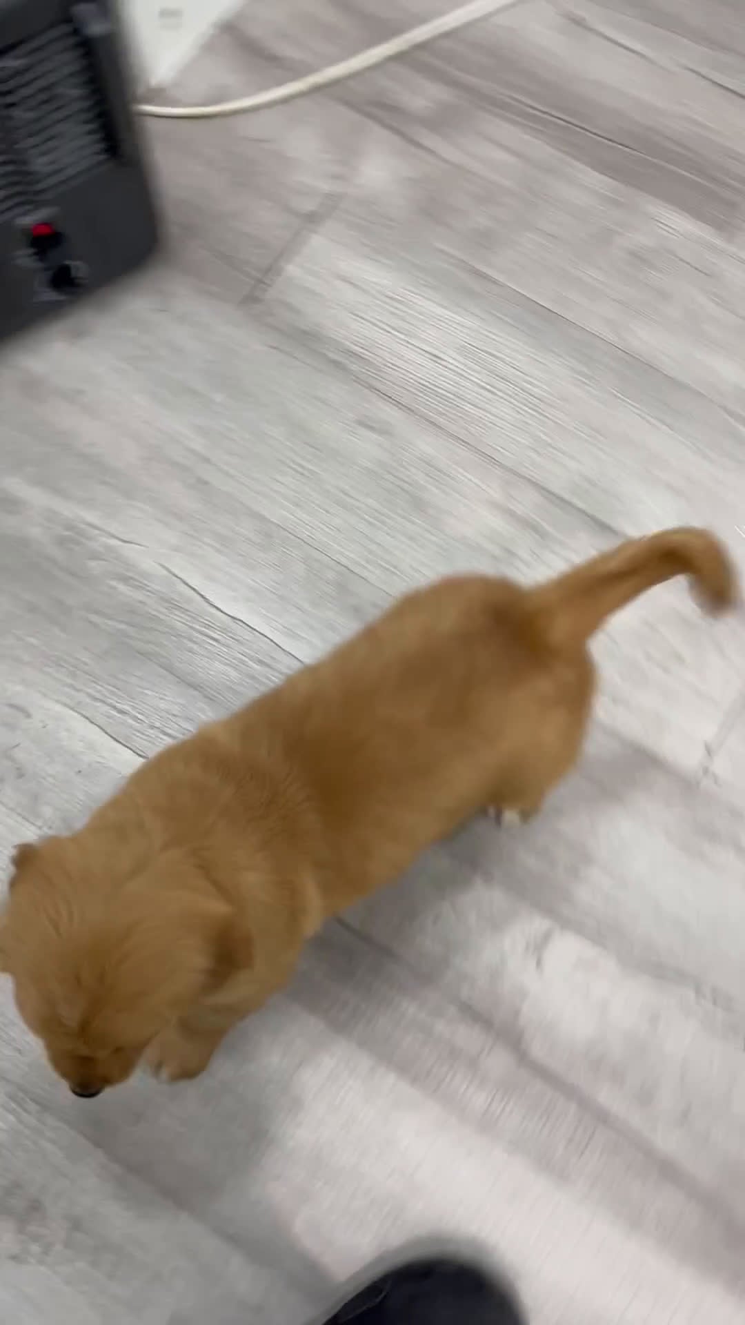 Golden Retriever dogs for sale: Chester - Video 1