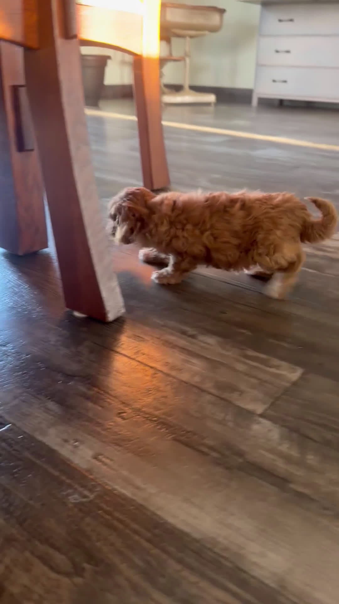 Cavapoo dogs for sale: Oscar - Video 1