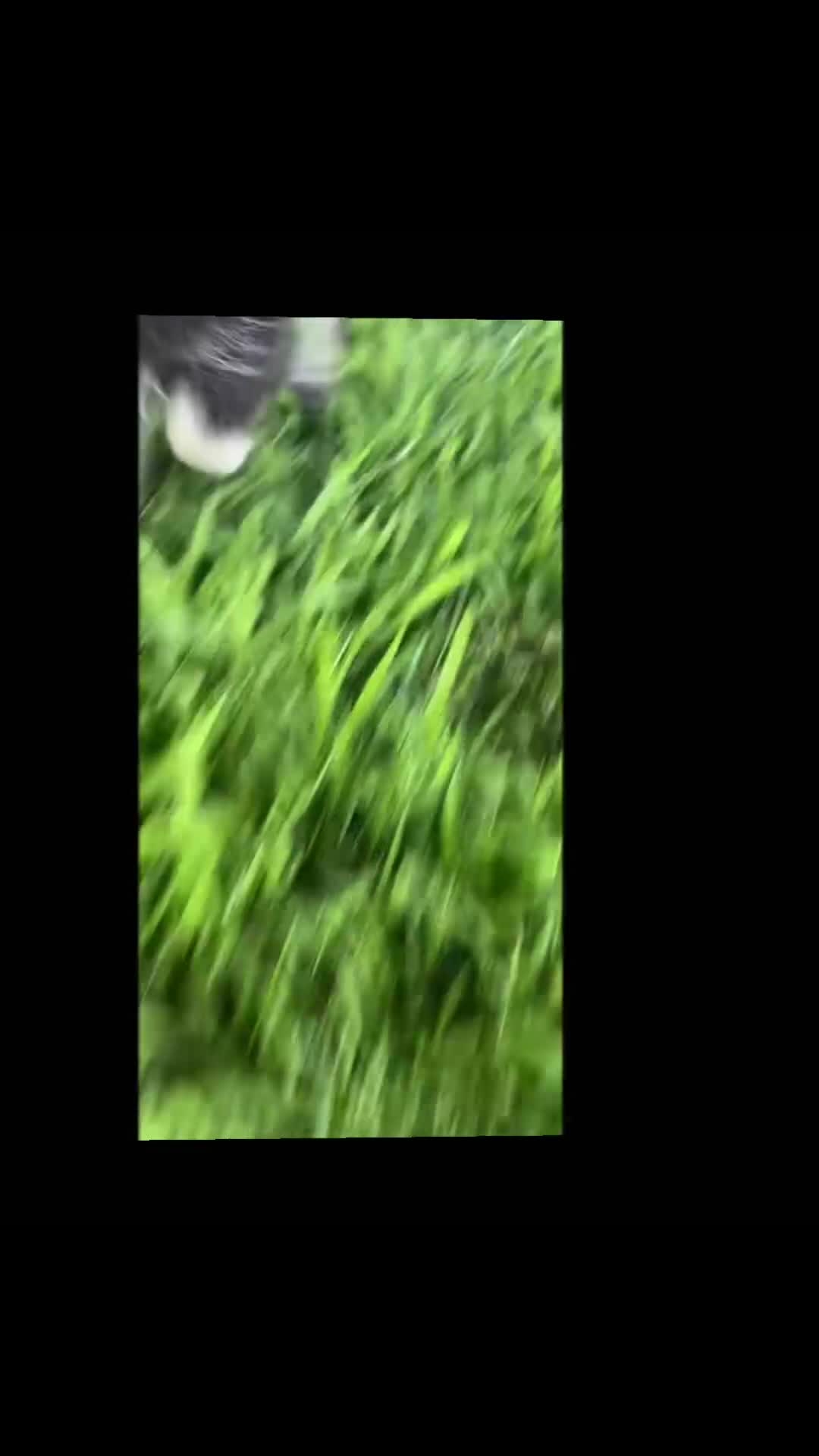 Pomeranian dogs for sale: Mocha - Video 1