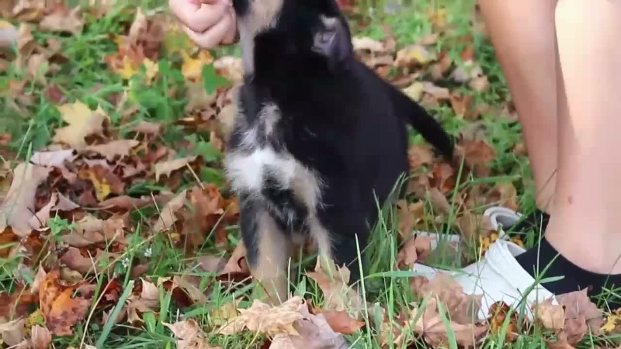 German Shepherd dogs for sale: Randy - Video 1