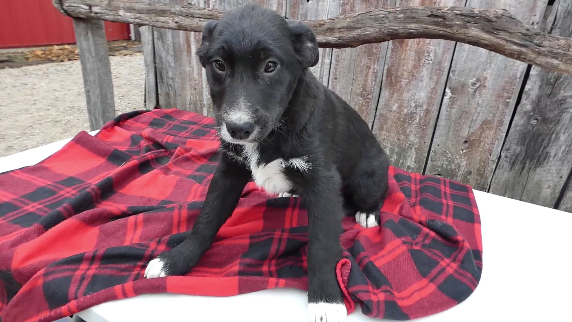 Mixed Breed dogs for sale: Mixed Breed Puppy 6 Pierce - Video 1