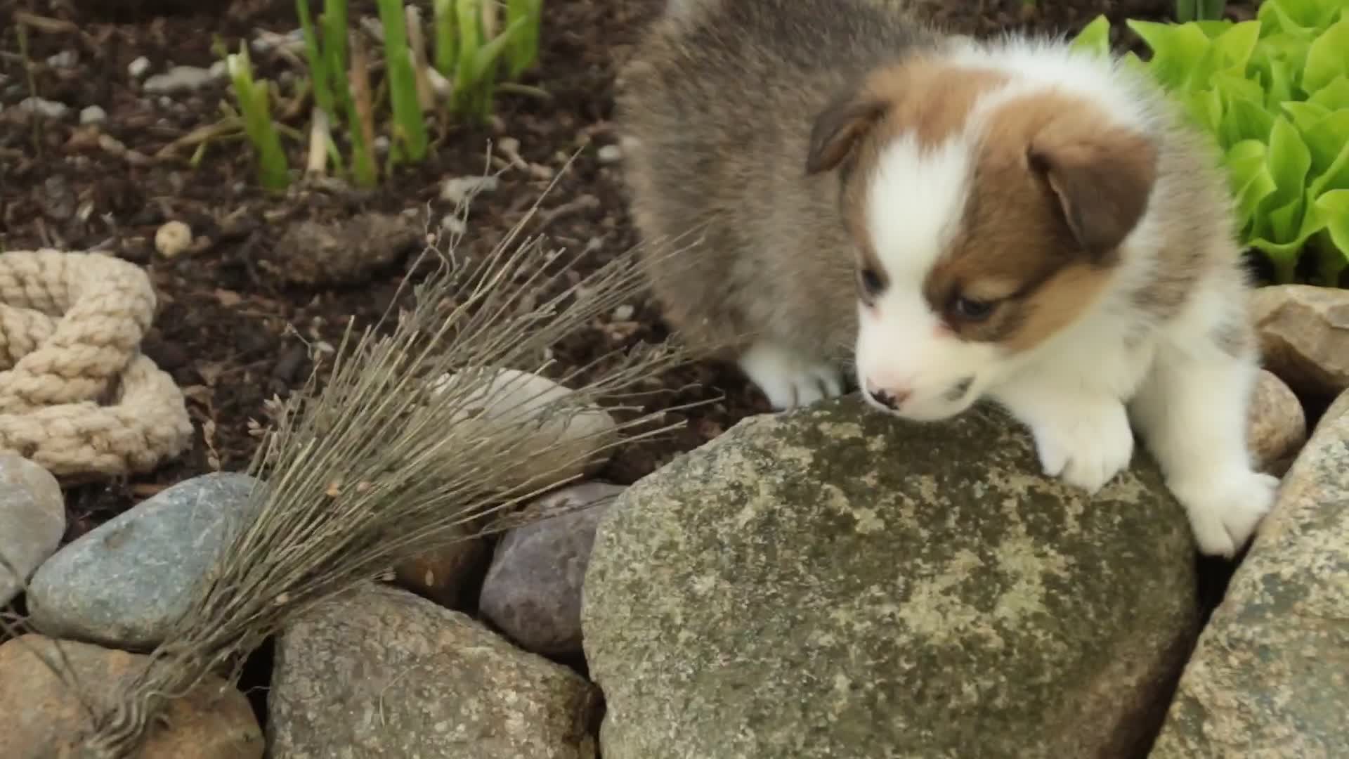 Welsh Corgi Pembroke dogs for sale: Gloria - Video 1
