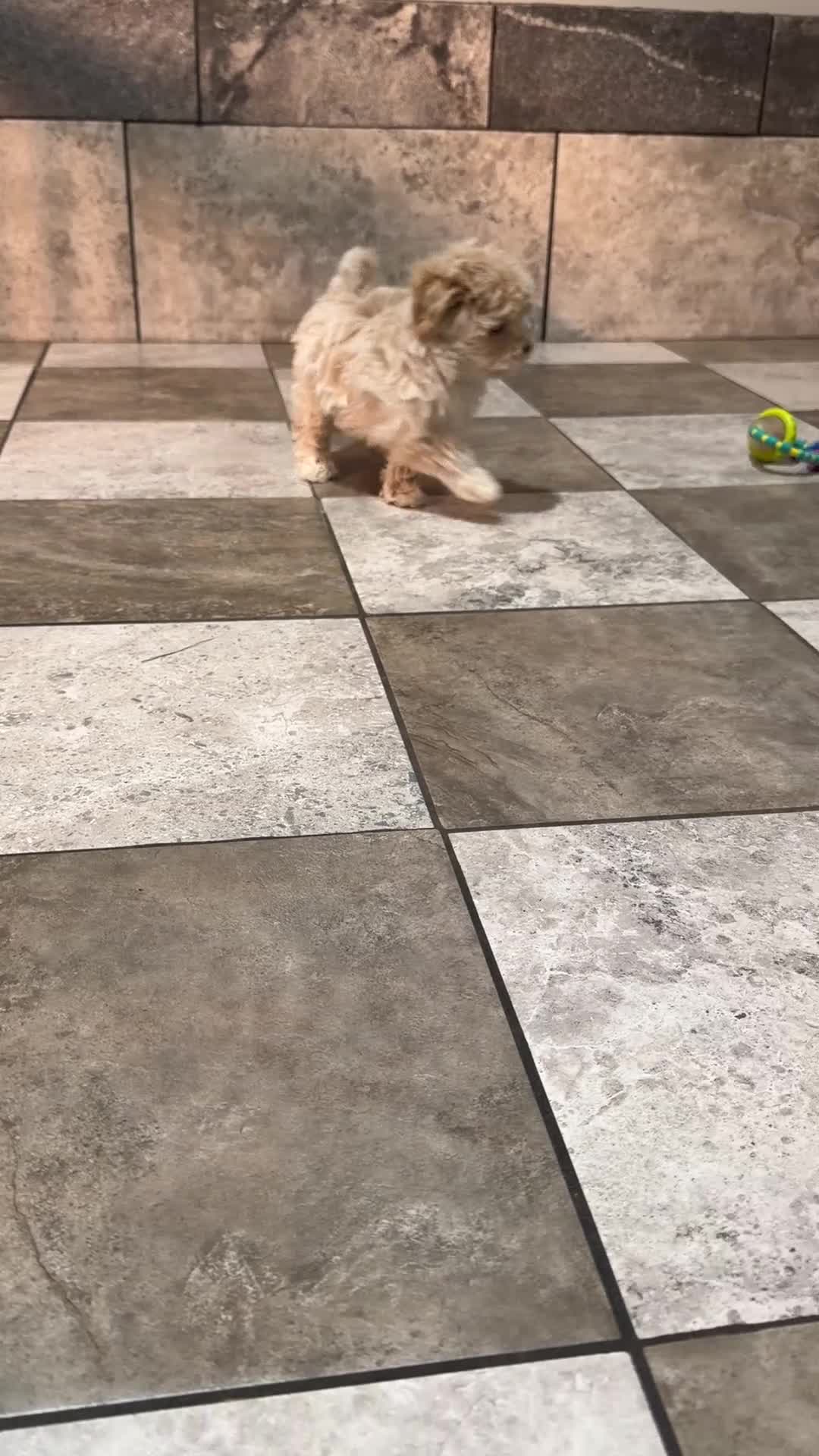 Maltipoo dogs for sale: Scottie - Video 1
