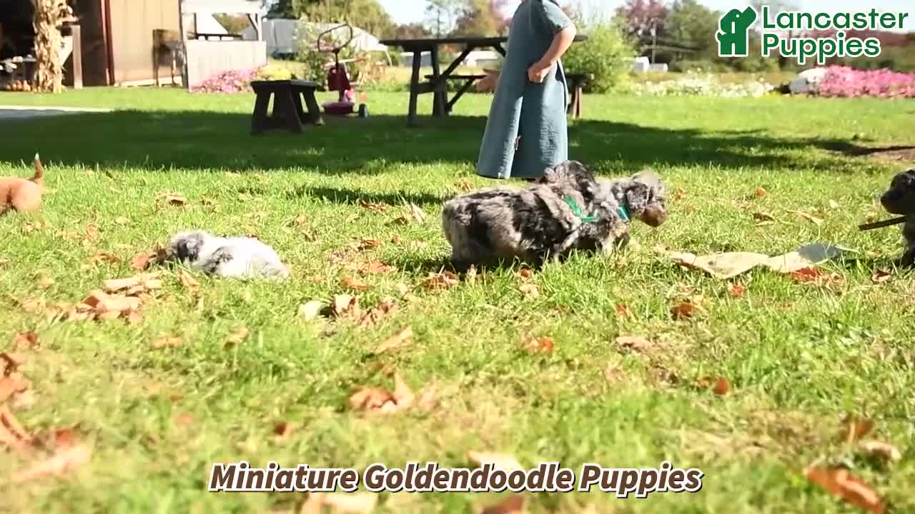 Mini Goldendoodle dogs for sale: Italy - Video 1