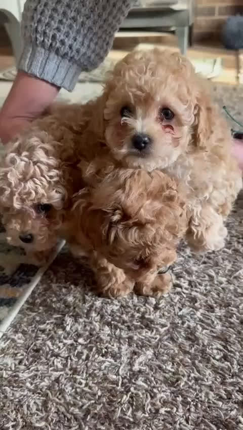Toy Poodle dogs for sale: Cash - Video 1