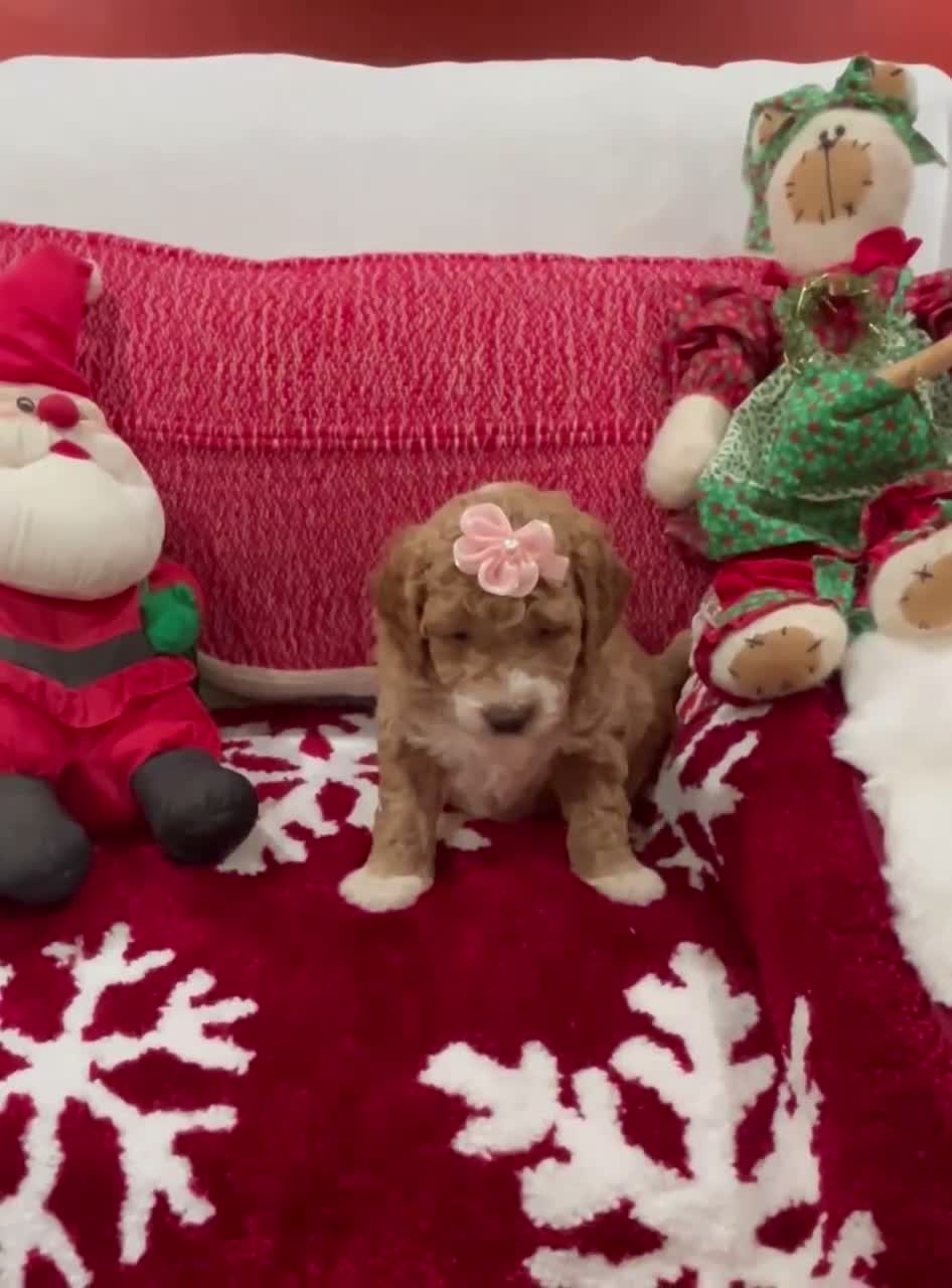 Mini Goldendoodle dogs for sale: Mini Goldendoodle Beauty - Video 1