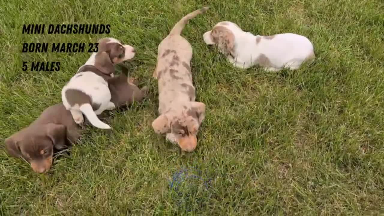 Miniature Dachshund dogs for sale: Mason - Video 3