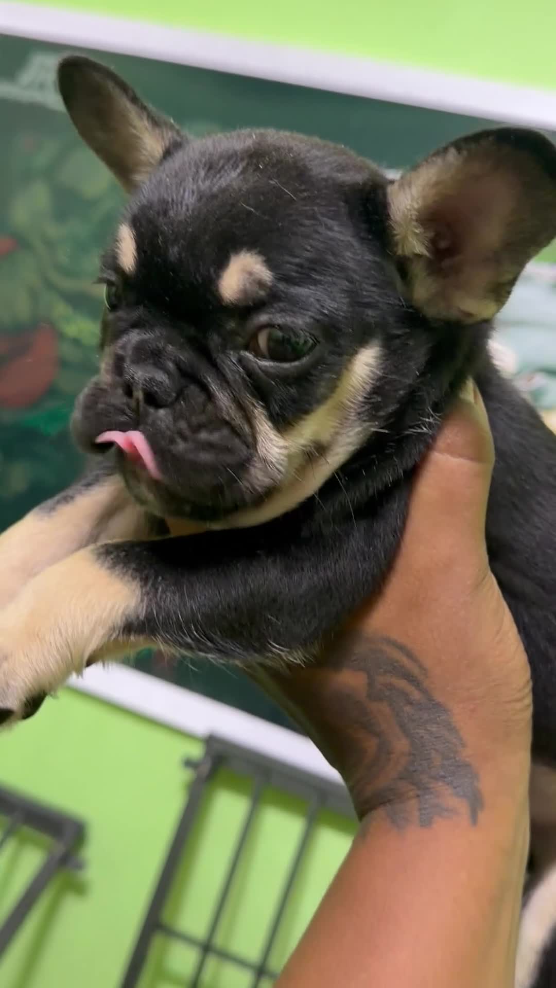 French Bulldog dogs for sale: French Bulldog 1 Mr.grey - Video 2