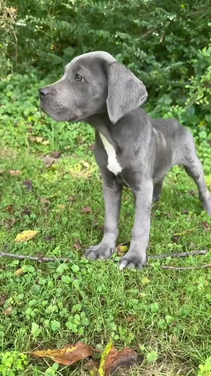 Cane Corso dogs for sale: Rex - Video 1