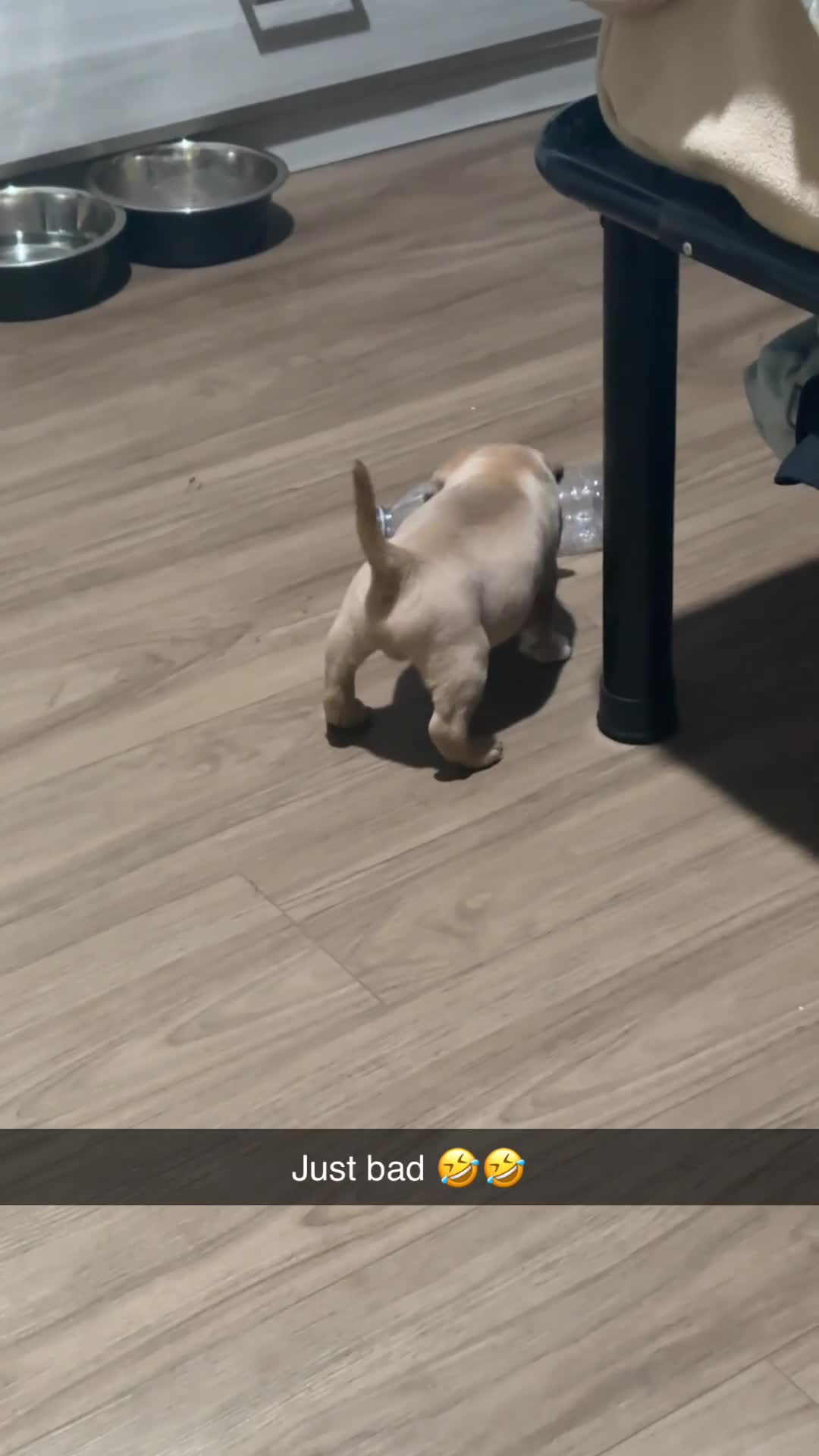 Mixed Breed dogs for sale: Mixed Breed 1 - Video 2