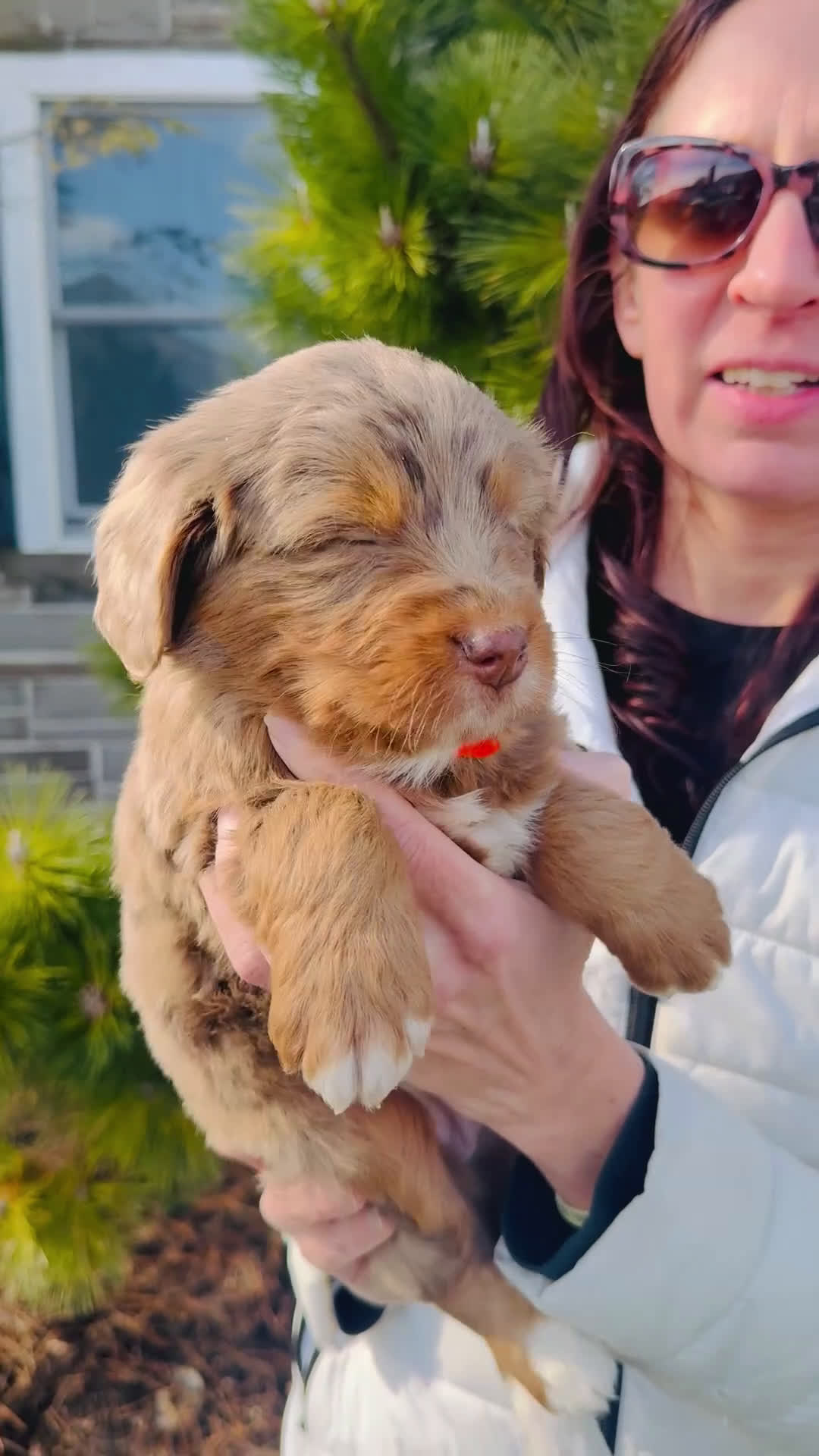 Bernedoodle dogs for sale: Violet - Video 1