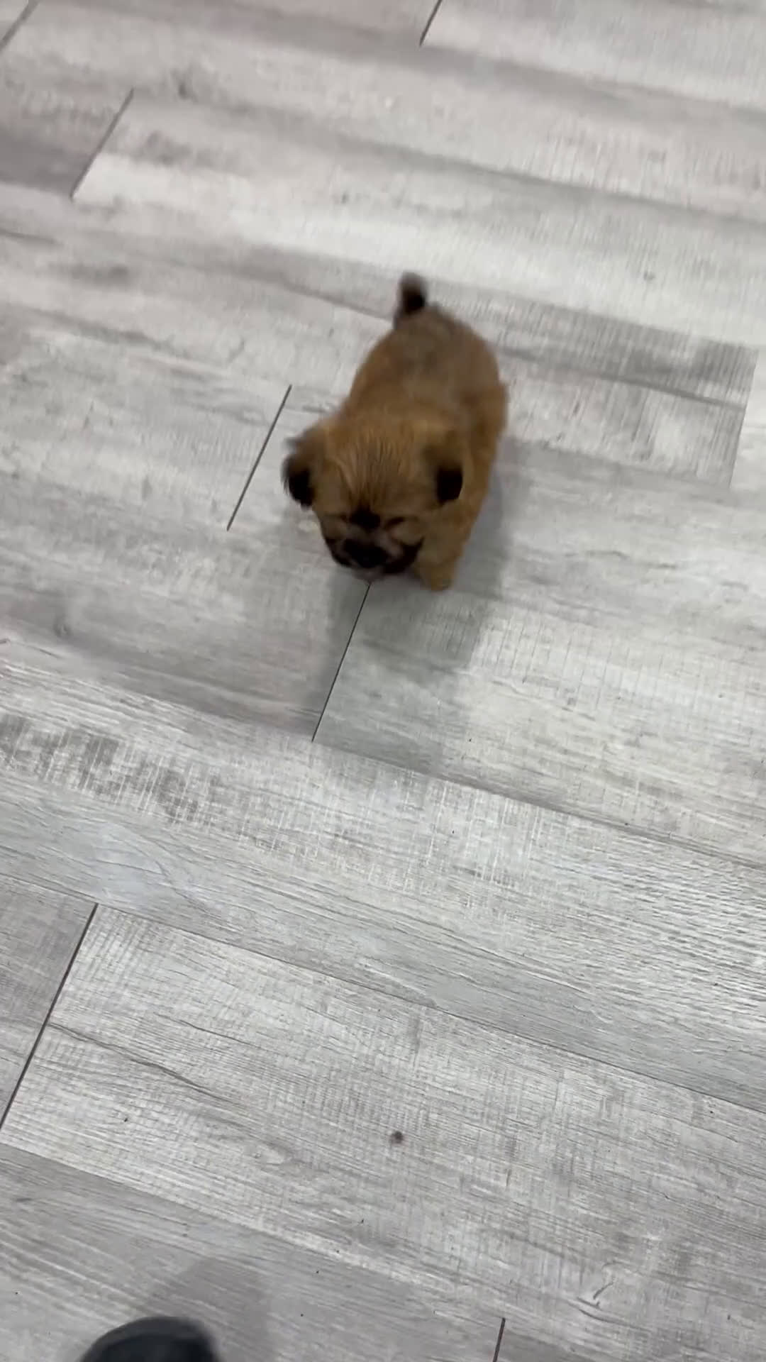 Yochon dogs for sale: Maverick - Video 1