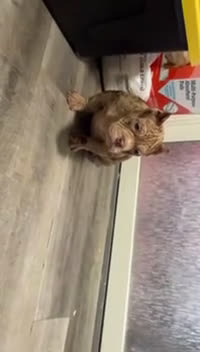 American Bully dogs for sale: American Bully Puppy 1 - Video 2