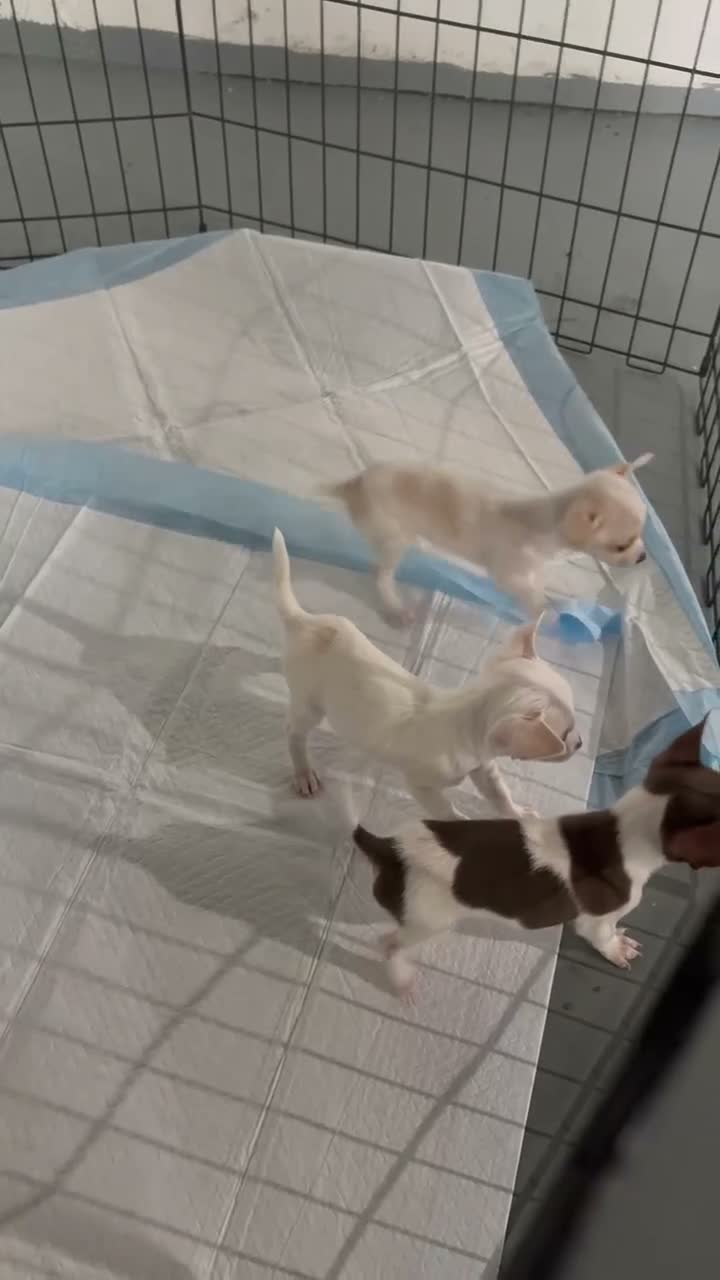Chihuahua dogs for sale: Chihuahua 3 - Video 3