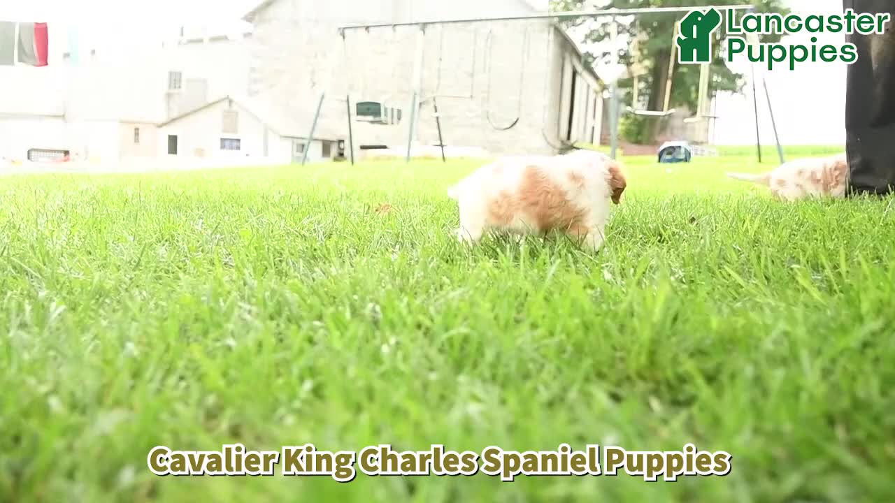 Cavalier King Charles Spaniel dogs for sale: Ford - Video 1