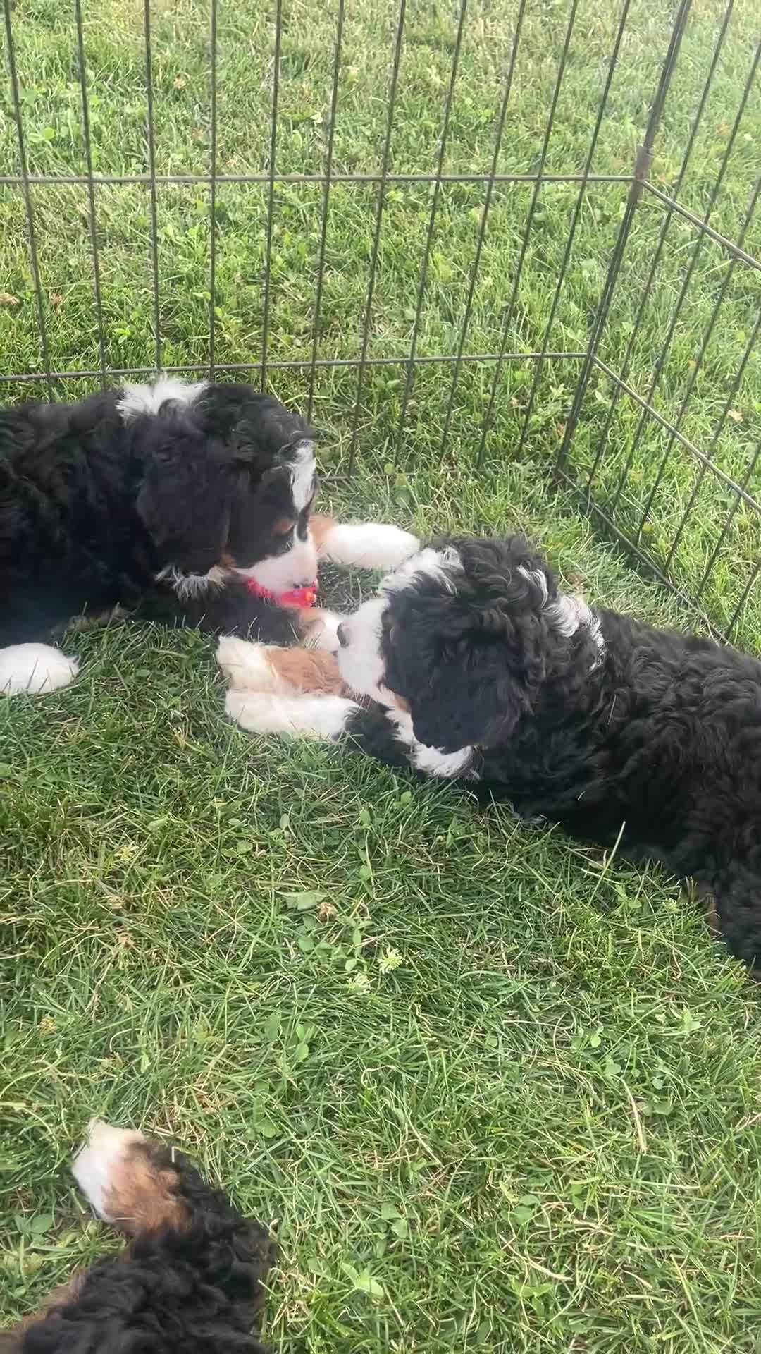Mini Bernedoodle dogs for sale: Mint - Video 1