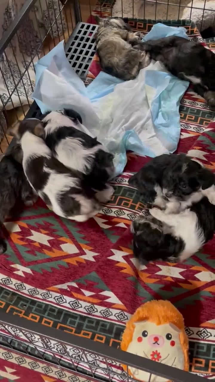 Miniature Schnauzer dogs for sale: Miniature Schnauzer Lucy  - Video 1