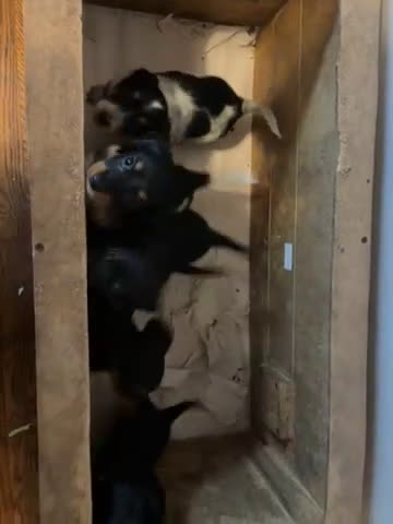 Dachshund dogs for sale: Lilly - Video 3